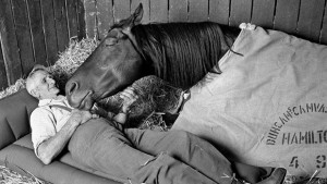 horses-to-follow-alerts-620x350